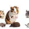 Fabmode Small Animal Bed Soft Fabric Cozy Design-5